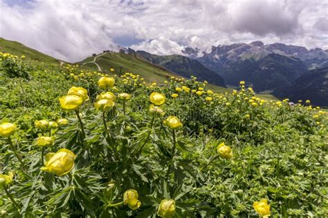 Trollius Altissimus Yellow Mountain Flowers In Bloom Stock Photo