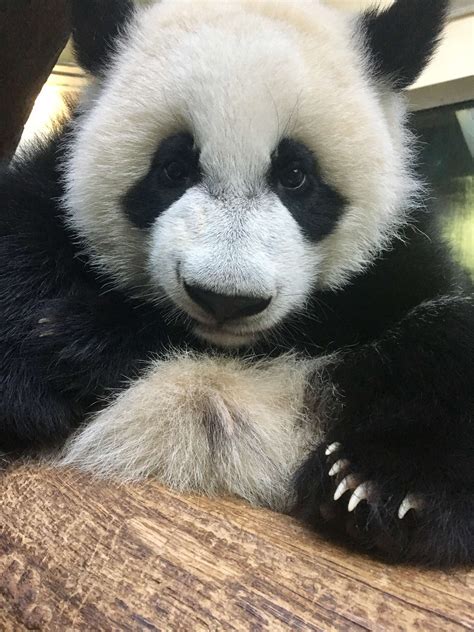 Panda Updates Friday August 18 Zoo Atlanta