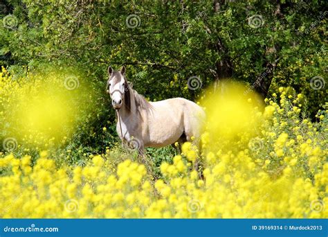 Horse In Field Of Flowers Stock Photo Image Of Animal 39169314