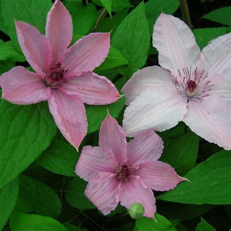 Check spelling or type a new query. Large-flowered clematis Hagley Hybrid 2l - Fruttii Shop