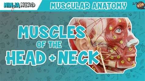 Anatomy Quiz Head And Neck