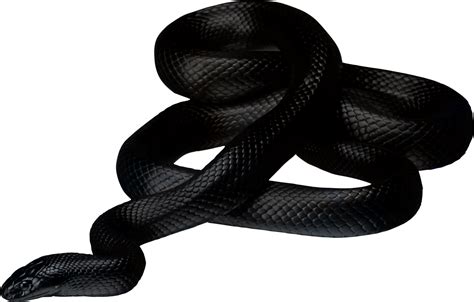 See the presented collection for snake clipart. Snake clipart black mamba, Snake black mamba Transparent ...