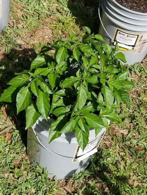Pin By Mike Foley On Hot Peppers In 5 Gallon Buckets Stuffed Hot