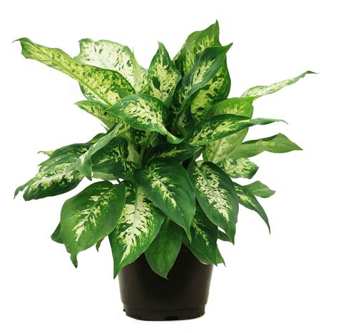Free 2 Day Shipping On Qualified Orders Over 35 Buy Costa Farms Live Indoor 12in Tall