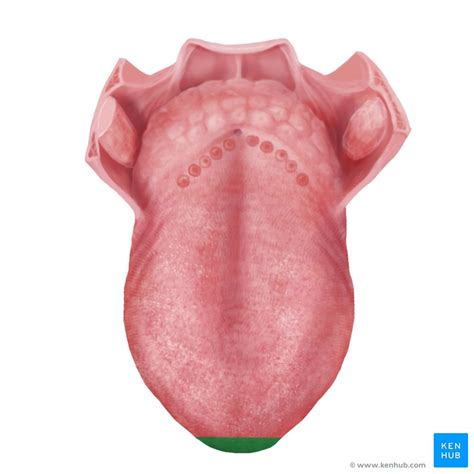Zunge Anatomie Funktion Klinik Kenhub