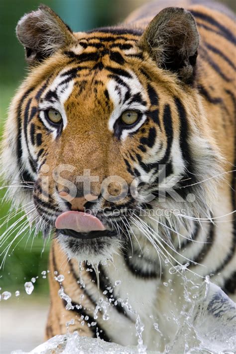 Tiger Running Stock Photo Royalty Free Freeimages