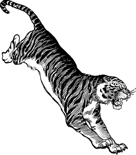 Jumping Tiger Big Cat Tattoo Tiger Drawing Tiger Silhouette