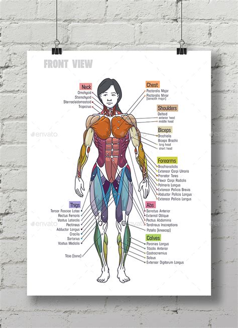 Women Muscle Anatomy Сhart Vectors Graphicriver