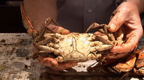 Why it’s more rewarding to eat blue crabs in October - The Washington Post