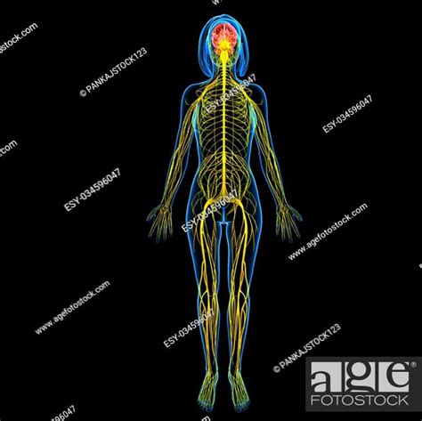 3d Rendered Illustration Of Female Nervous System With Brain Anatomy