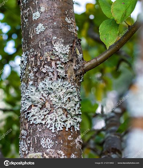 Apple Tree Bark Diseases Pictures Garrett La