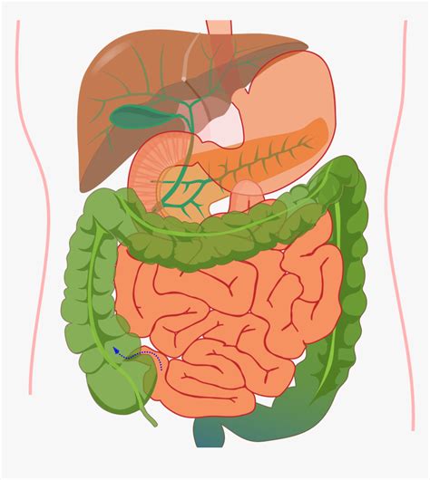 Digestive System Diagram Without Label Hd Png Download Kindpng