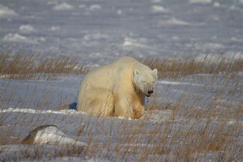 Polar Bear Or Ursus Maritimus Sitting Down On Snow Between Arctic Grass