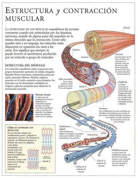 Anatomia Y Fisiologia Del Sistema Muscular Contraccion Muscular Images