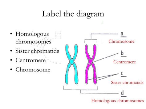 Sister Homologous Chromatids Chromosomes Diagram