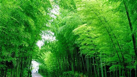 Road Between Bamboo Trees Forest Under White Sky Bamboo HD Wallpaper Peakpx