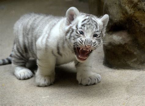 Siberian Tiger Kitten