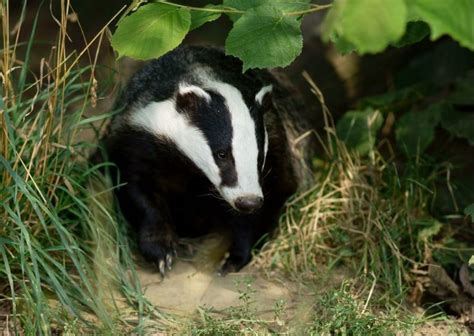 Badger Culling Vicky Foxcroft