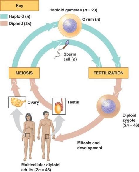 Human Bio Unit Compendium Review Reproduction