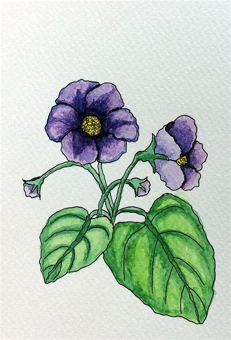 African Violet Drawing At Getdrawings Free Download