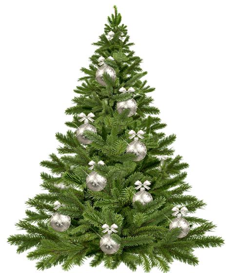 We did not find results for: Free illustration: Christmas Tree, Twigs, Christmas - Free ...