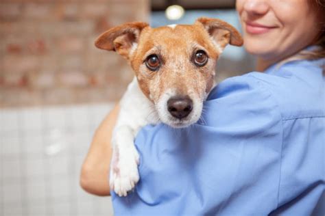 Allergy Shots For Dogs Does Your Pup Need Them Great Pet Care