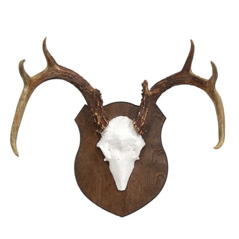 Whitetail Deer Antlers Taxidermy Mounts For Sale And Taxidermy