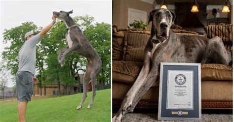 Zeus The Great Dane Named The Tallest Dog In The World By Guinness