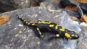 File:Salamander-olympus.jpg - Wikipedia