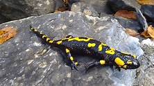 5 Interesting Facts About Common Fire Salamanders | Hayden's Animal Facts
