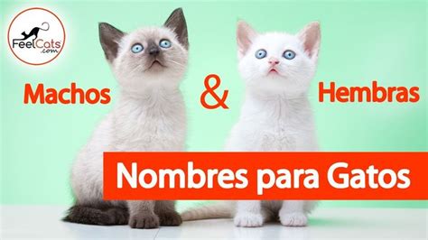 Nombres Originales Para Gatos Blancos Machos El Gatos Reverasite