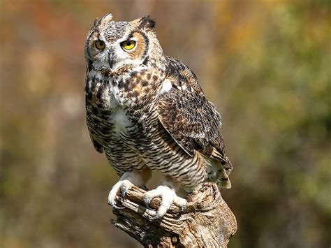 Great Horned Owl Menu Birdnote