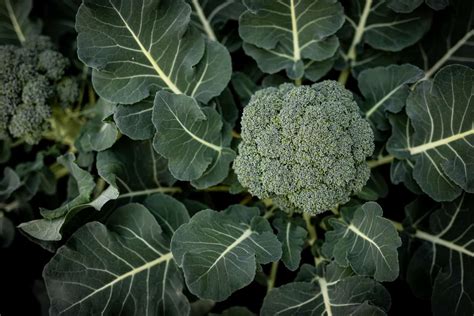 The Stages Of Broccoli Growth All You Need To Know