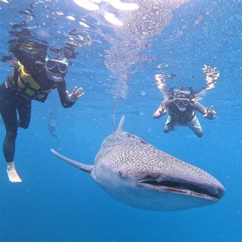 【セブ島】ジンベイザメシュノーケリング完全攻略！おすすめの時期は？事故はない？安いツアーは？