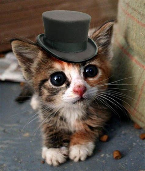 Cat In The Top Hat Cute Kittens Pinterest