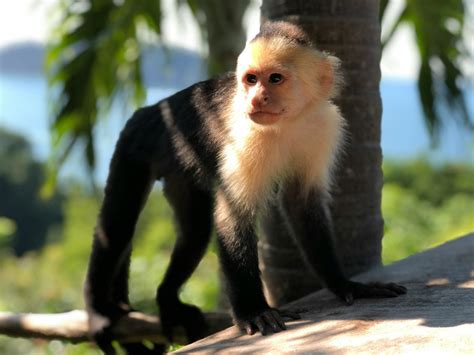 Free Stock Photo Of Capuccin Monkey Cariblanco Chango