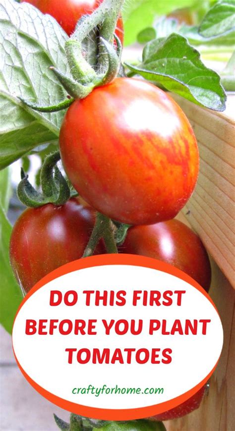 7 Things To Put On Tomato Planting Hole Container Gardening
