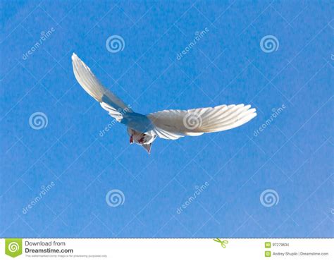 White Dove In Flight Against A Blue Sky Stock Photo Image Of Religion