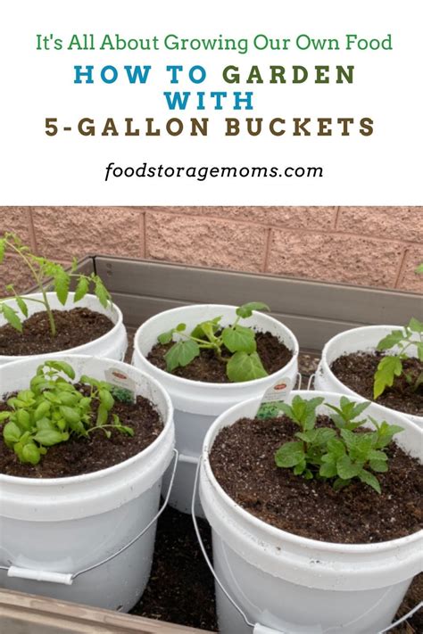 5 Gallon Bucket Gardening In 2021 Bucket Gardening Fall Garden