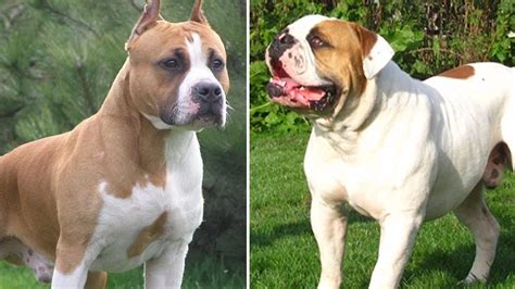 Laut polizei riss sich der hund am dienstagabend auf einer straße von seinem besitzer los. Bulldog And Pitbull Bulldog Lover Mckinney S 6 Week Old ...
