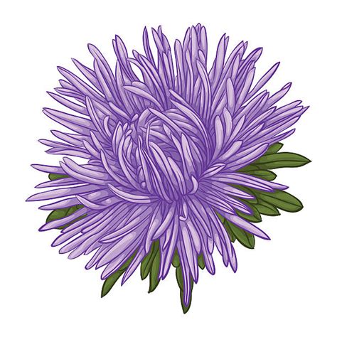 Best Aster Illustrations Royalty Free Vector Graphics And Clip Art Istock