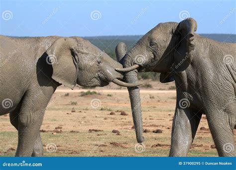 Elephants Sparring At Manapools Stock Photo Cartoondealer