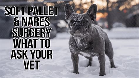 French Bulldog Boas Surgery Consult Heres What We Asked Youtube