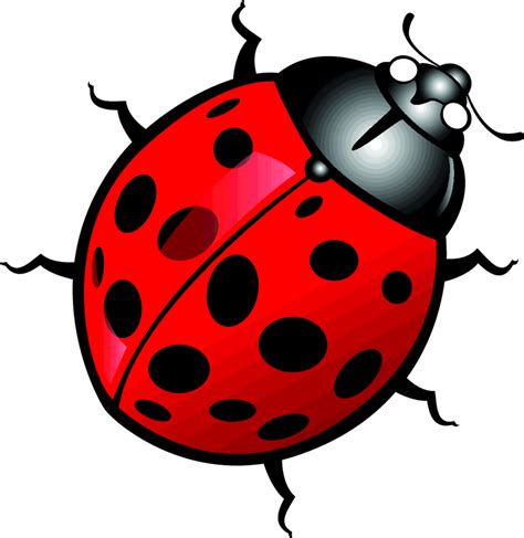 Vector Ladybug