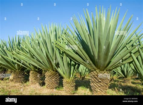 Sisal Plants Agave Sisalana Yield A Stiff Fibre Traditionally Used In