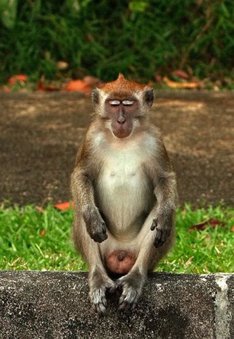 Meditating Monkeys (22 pics)