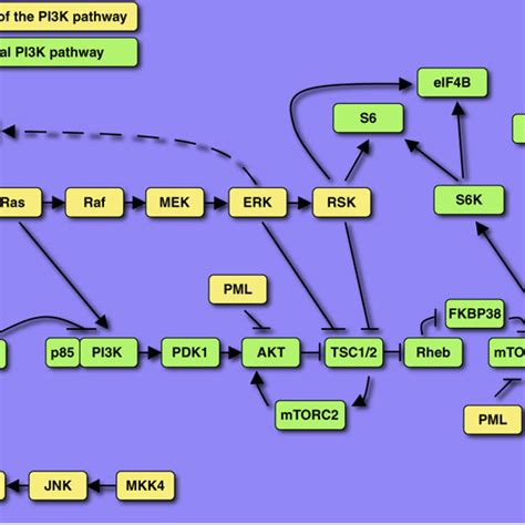 Pathways That Regulate PI3K Signaling PI3K Pathway Green Is Under