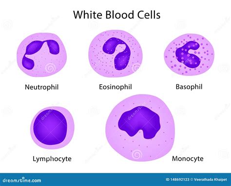 Basophils Neutrophils Lymphocytes Monocytes Eosinophils