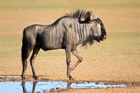 10 African Game Animals You Should Hunt Big Game Hunting Realtree