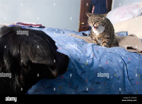 Cat Hissing At Dog Approaching Stock Photo Alamy